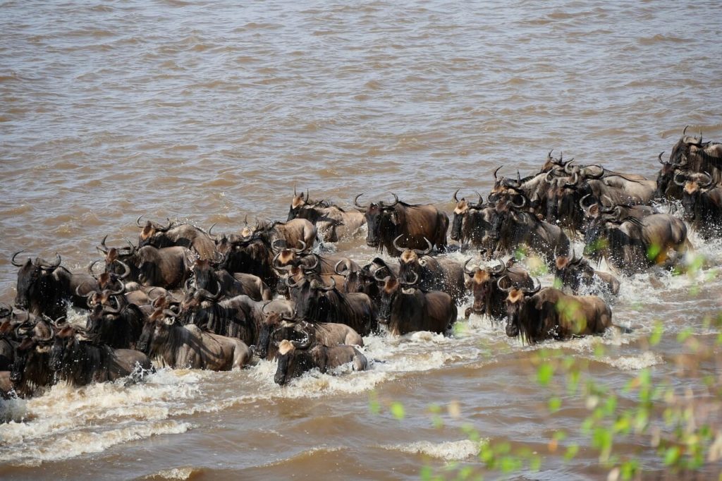 Masai Mara trip