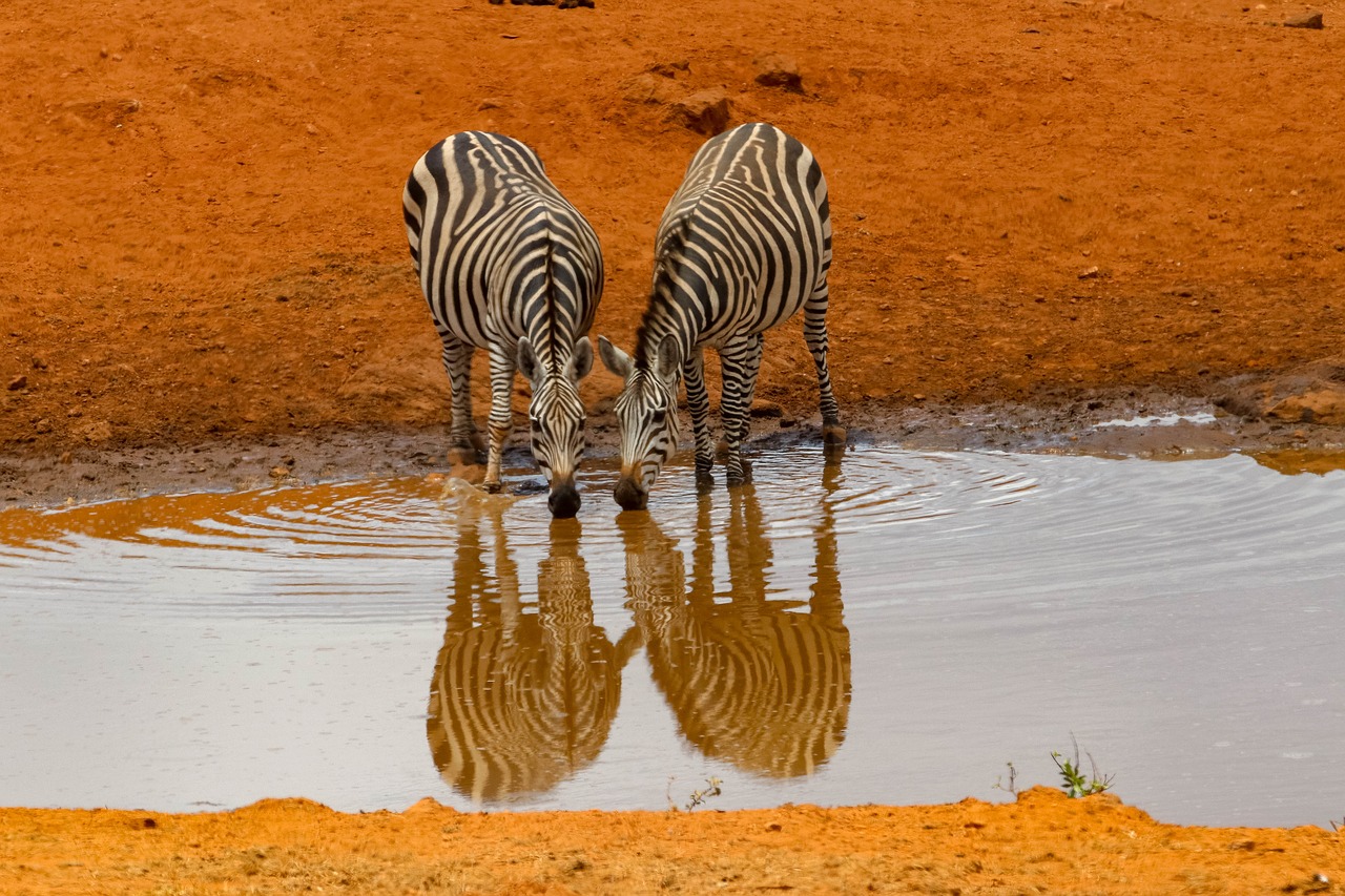 africa, kenya, safari-4045665.jpg