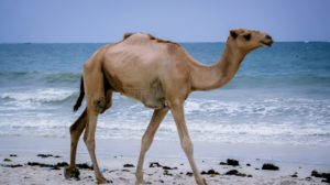camel, kenya, mombasa-2697605.jpg