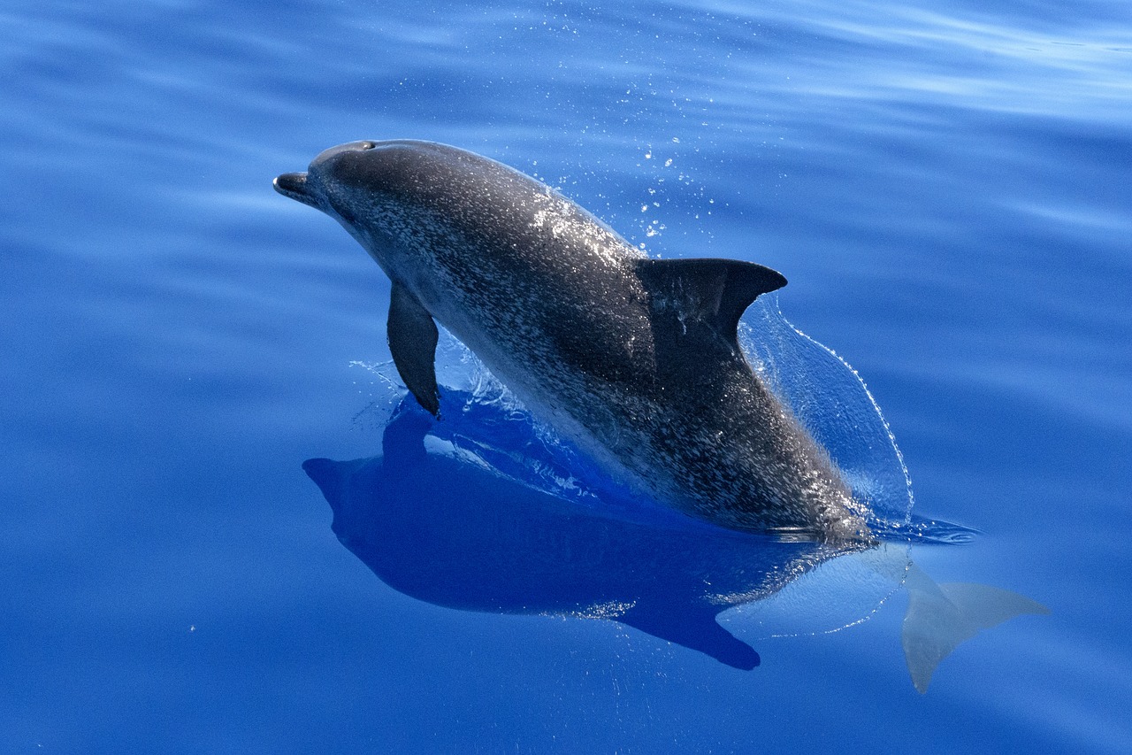 dolphin, sea, ocean-2709834.jpg
