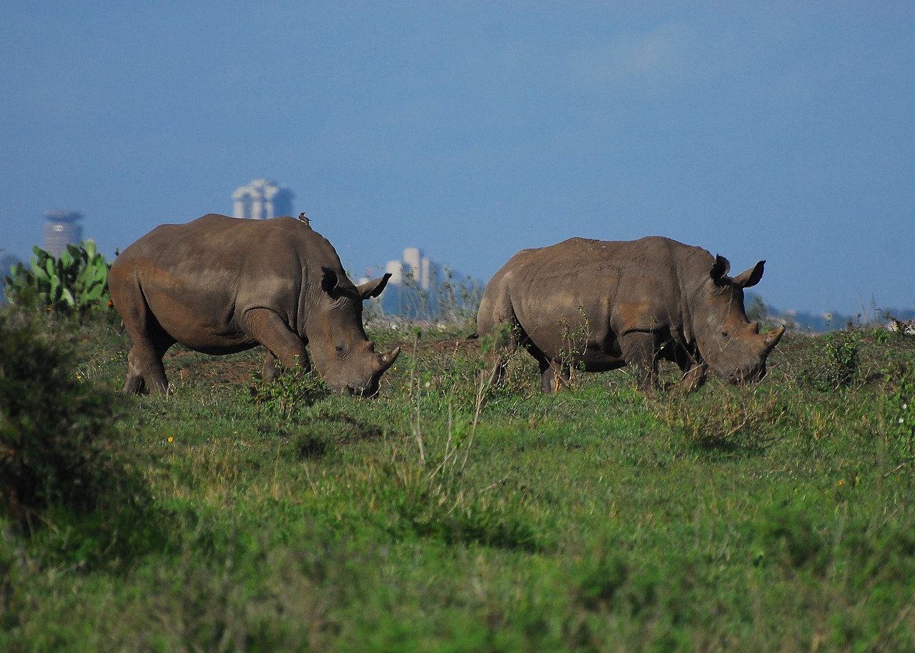 rhino, nairobi national park, kenya-4422728.jpg